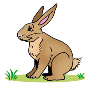 MDL901 - EN - Corporate Lesson 1 - A Story - 03 - Rabbit - 01